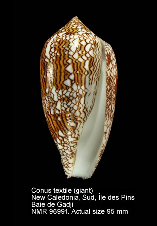 Conus textile (16).jpg - Conus textile Linnaeus,1758